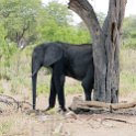BWA NW Chobe 2016DEC04 NP 043 : 2016, 2016 - African Adventures, Africa, Botswana, Chobe National Park, Date, December, Month, Northwest, Places, Southern, Trips, Year